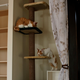 Illustration for article titled Japan's Cat Apartments Come with... Cats
